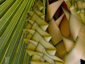 Palme