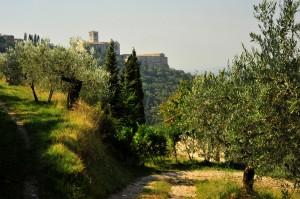 01. Bosco San Francesco, Assisi © Maja Galli