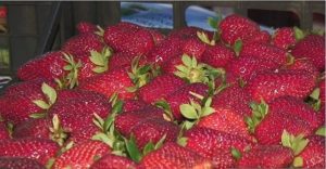Sagra della Fragola 2012.htm_20130421180049