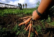 agricoltura-biologica