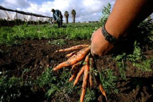 agricoltura-biologica