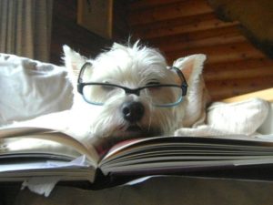 cane_lettore