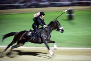 cavallo