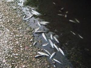 fiume-inquinato