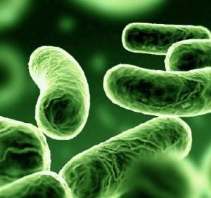 Legionella-electron-microscopy1
