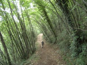 BOSCO DI SAN FRANCESCO ASSISI FAI