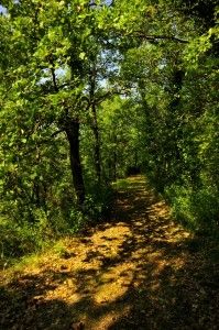 Bosco San Francesco, Assisi -sentiero © Maja Galli