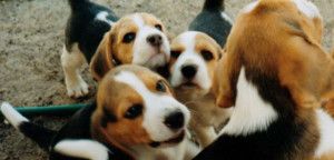 Cuccioli Cani