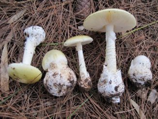 Muore avvelenata da amanita dopo aver cenato a casa con funghi