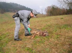 Lupo ucciso