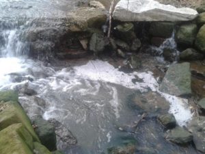 Torrente Pescia inquinato