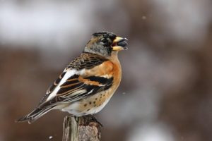 Fringilla Montifringilla