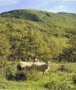 Territori montani