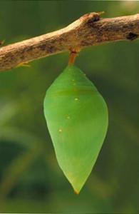 Crisalide