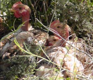 Pollo rurale