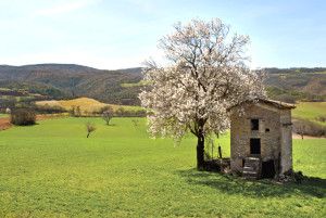 Casale conpianta fiorita 0