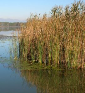 BioEnergy canneto