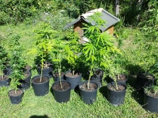 Un perugino 22enne nei guai per aver coltivato marijuana, arrestato dalla Polizia di Perugia