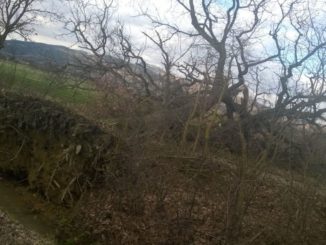 Piante sradicate dal maltempo in Alto Tevere