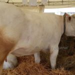 Polo italiano delle carni, firmato protocollo, grande Agriumbria