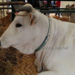 Agriumbria, i primi 50 anni, mezzo secolo di agricoltura, a Bastia Umbra