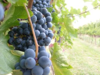 Coldiretti Umbria, vendemmia da 405 mila ettolitri, - 5 per cento produzione