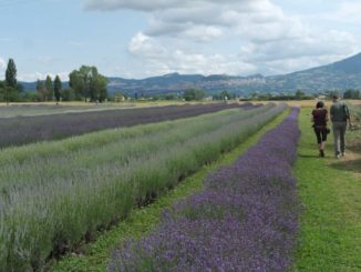 festa della lavanda