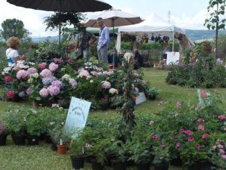 Stand alla Festa della lavanda