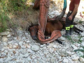 cavallo