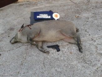 cinghiale