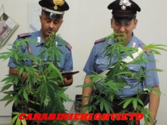 piantine di canapa indiana