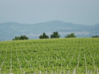 Regione oltre 3 milioni euro sostenere investimenti imprese vitivinicole