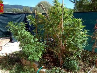 Laboratorio di marijuana nel giardino a Tuoro, arrestato 24enne