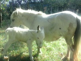 Nata Biancaneve, una mini mula Albina