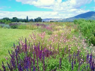 festa delle salvie, il lavandeto di assisi, san francesco