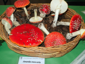 A Perugia ''I funghi dal vero" per conoscere i rischi del loro consumo inconsapevole