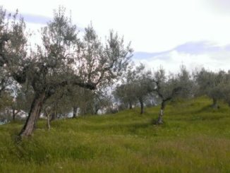 Eventi nati da necessità di aziende di valutare l’innovazione in reali applicazioni sul campo Il 21 ottobre azienda agricola Angelelli Gualdo Cattaneo, 23 alla Antonio Bachetoni Spoleto