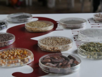 Eurochocolate 2015: in arrivo contest, degustazioni e tanti appuntamenti