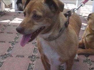 Stella è una cagnolina