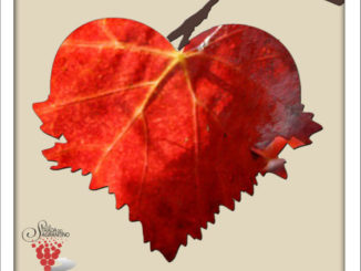 Promosso da Strada del Sagrantino nel contest che prosegue sui social. Sabato 21 novembre dalle 10.30 alla Cantina Carapace tenuta Castelbuono di Bevagna