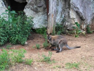 città della domenica, wallaby