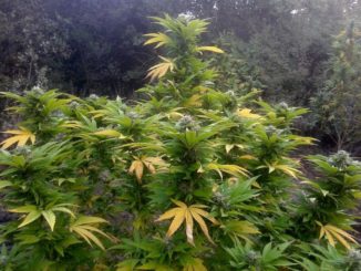 Coltivazione cannabis al Trasimeno, provinciale ferma giovane incensurato
