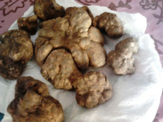 Il tartufo bianco di 420 grammi ritrovato a Fabro