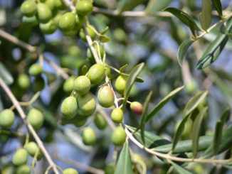 Frantoi Aperti in Umbria, gli appuntamenti del terzo fine settimana, 12 e 13 novembre