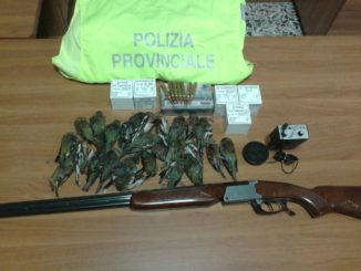 Caccia fringuelli denunciato un uomo di Marsciano
