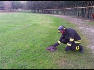 Falchetto salvato dai Vigili del fuoco, si era impigliato nel recinto del baseball