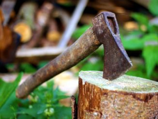 Abbattimento alberi a Perugia, Cristina Rosetti replica ad Angela Leonardi