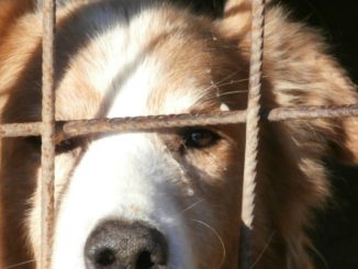 Amore per gli animali, sono B. una persona come tante altre o forse no?