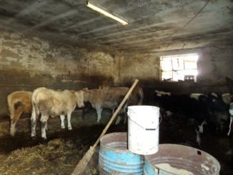 Forestale sequestra allevamento di bovini e suini