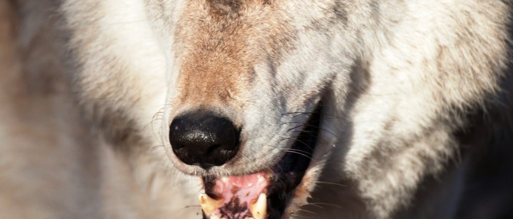 Lupo e prede, dopo anni finalmente gli indennizzi per gli allevatori umbri